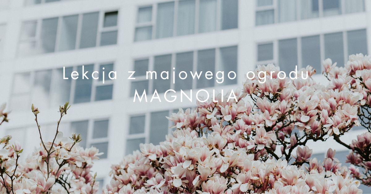 Read more about the article Czego uczy nas magnolia? Lekcja o królewskiej godności
